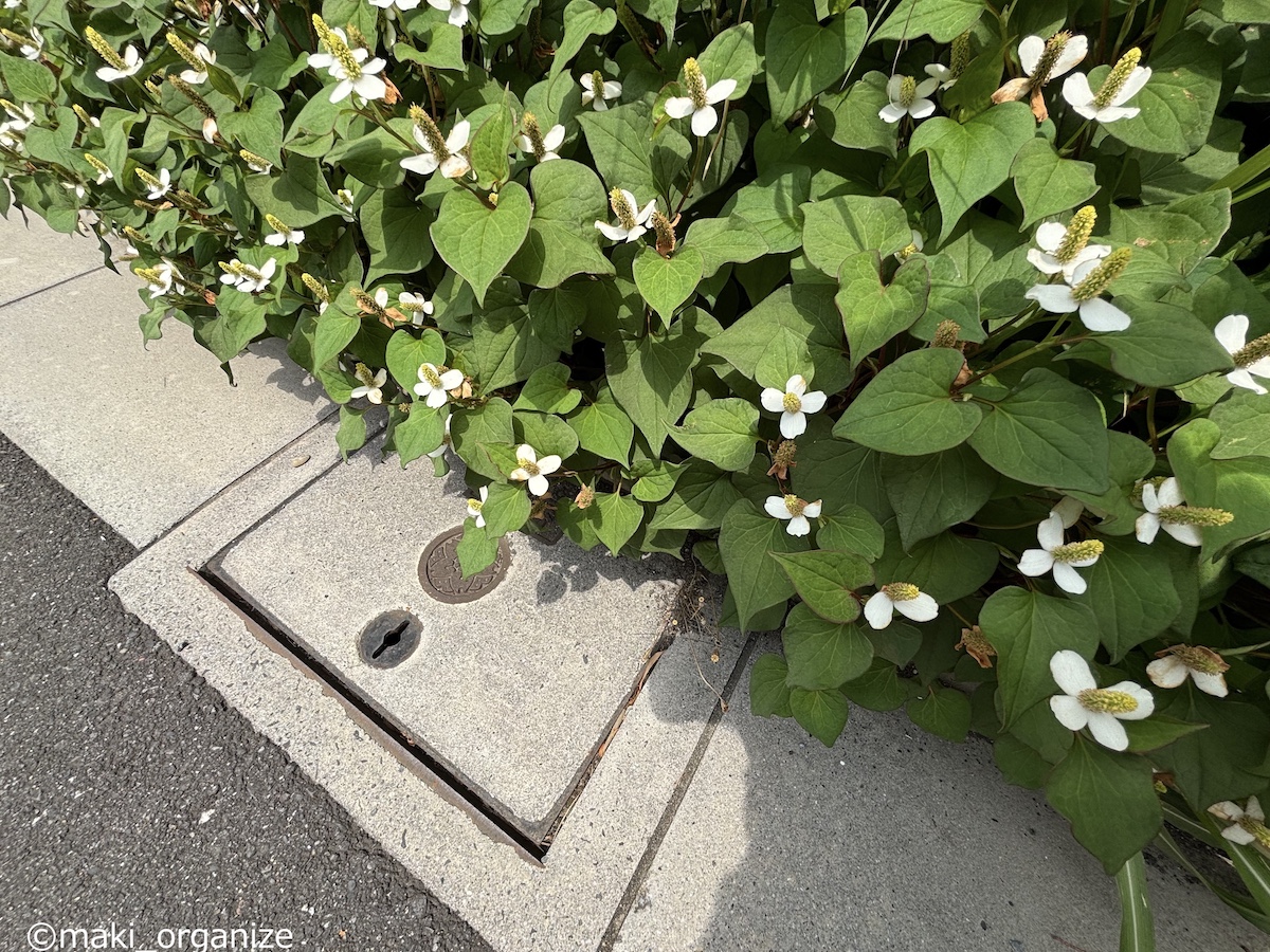 「14年間でゴキブリゼロ」の家がやっている害虫対策とは？　梅雨にやるべき8つのポイントの画像10