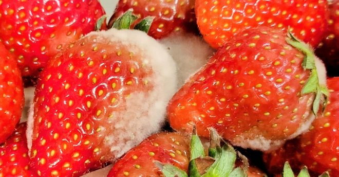 スーパーで買った食品がカビていたら？　元店長が教えるクレームのコツーー「保健所に通報する！」は意味がない