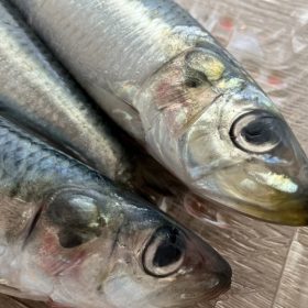 bigyosan-12-20250902