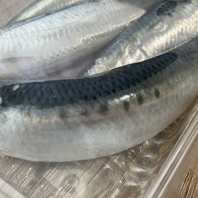 bigyosan-13-20250902