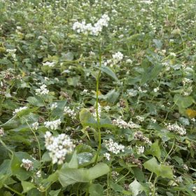 fujisoba-02-20250929