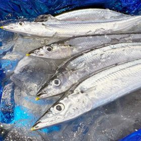 kakujyo-gyorui-05-20250930