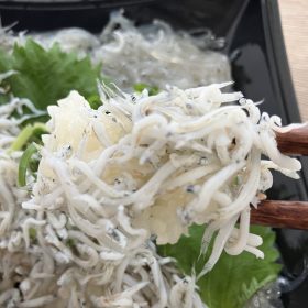 lopia-fujisawa-sakana1-20250928