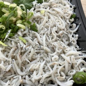 lopia-fujisawa-sakana4-20250928